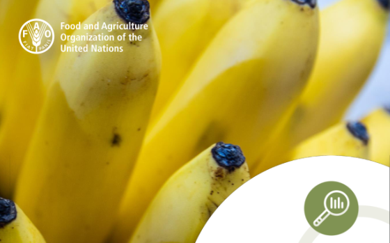 FAO – Banana Market Review, 2024 