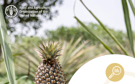 FAO – Major Tropical Fruits Market Review, 2024 