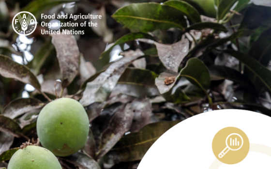 FAO – Major Tropical Fruits Market Review Preliminary Results, 2025 